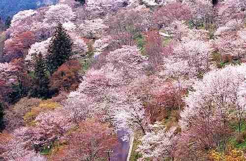 桜の名所を紹介するトピ