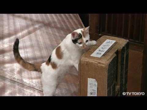 【にゃーにゃ】田勢康弘の週刊ニュース新書：にゃーにゃの成長記録(2015.3.28）【猫】 - YouTube
