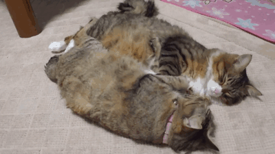 ガルちゃん猫カフェ☆2号店