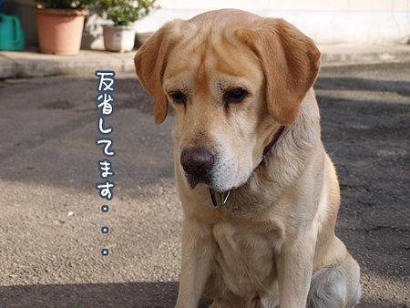 反省している画像