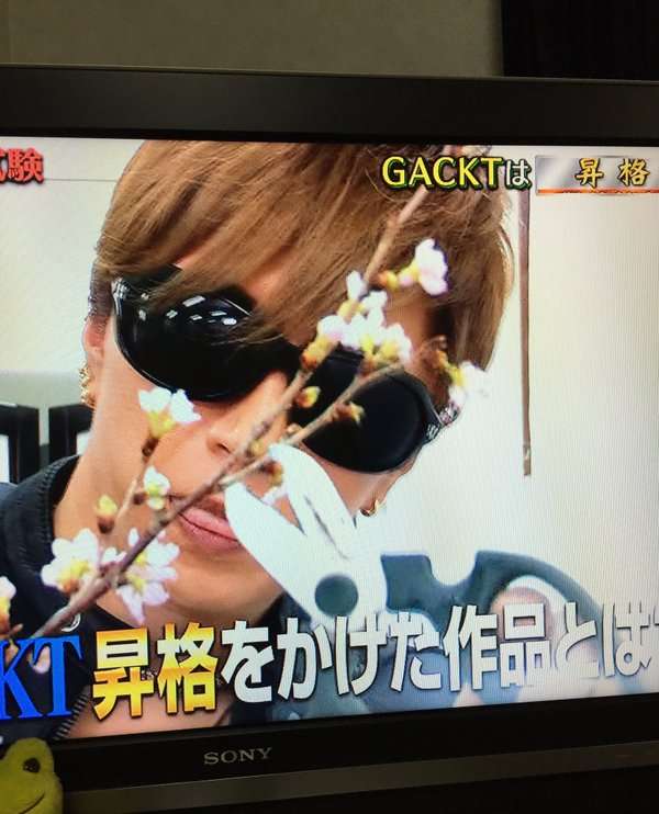 GACKTの「いけばな」を假屋崎省吾氏が大絶賛 スタジオも驚き