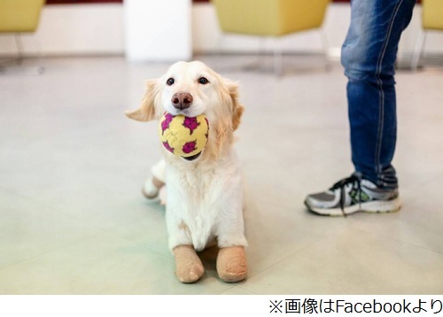 韓国の犬肉市場のイヌ、米国の動物保護団体に救われたその後 - ライブドアニュース