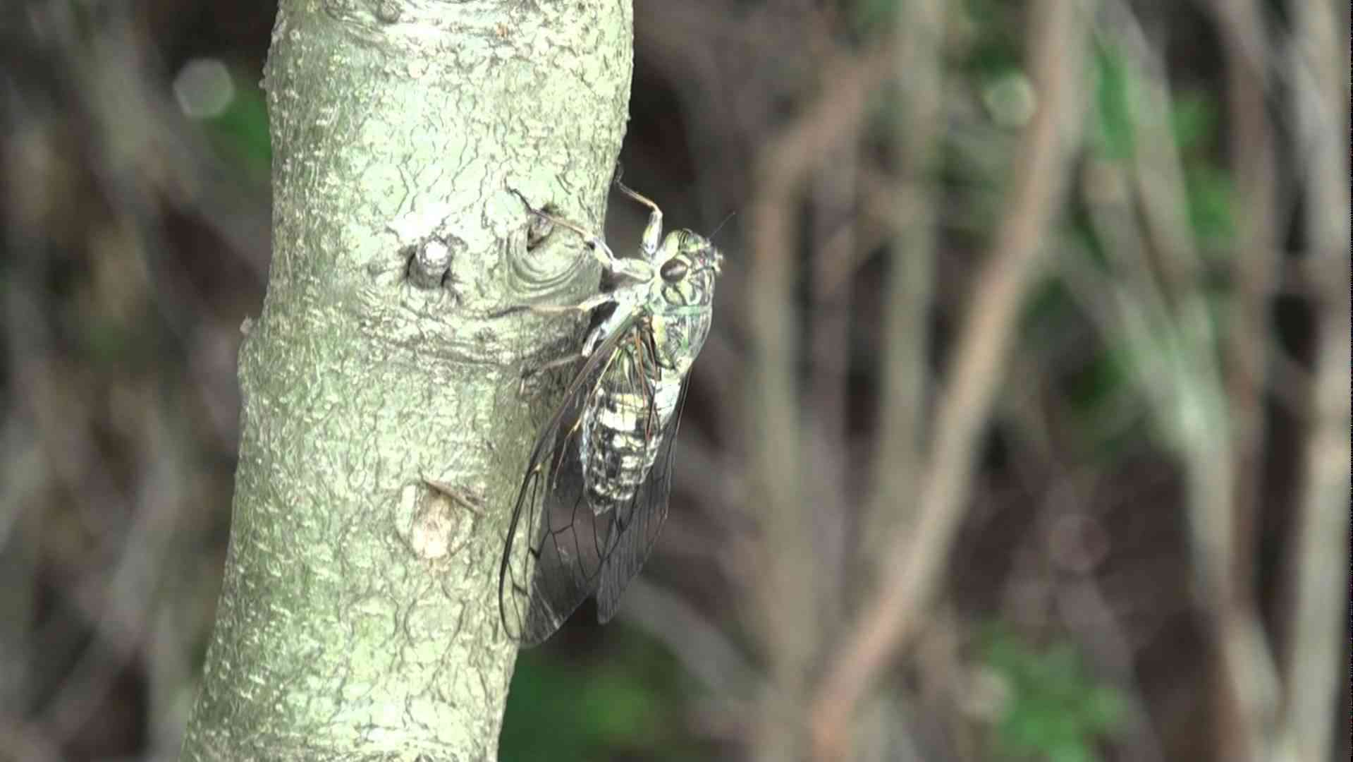 高画質HD ツクツクボウシ (Meimuna opalifera) in 広島空港 2011.8.26 - YouTube