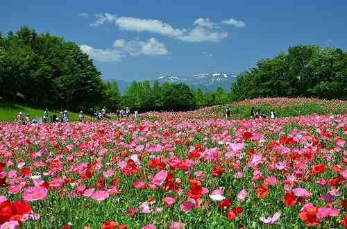 私のお花畑体験！(黒歴史)