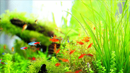 心の綺麗なガルちゃん民が集まるトピ