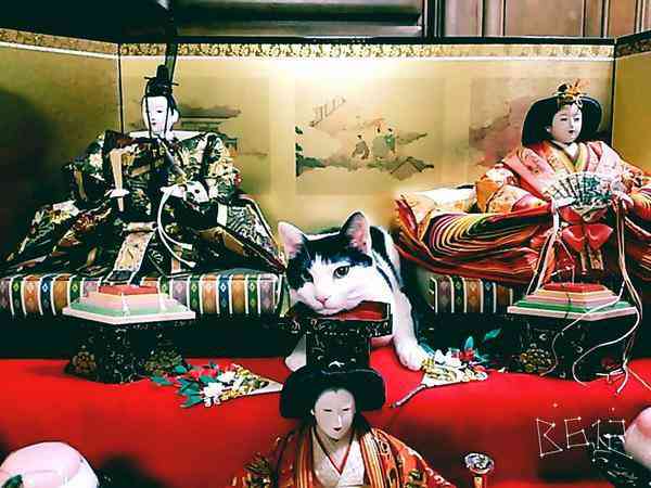 ちょっと変わった場所にいる動物の画像を貼るトピ