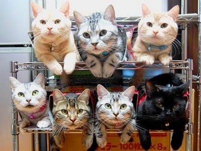 猫の多頭飼い