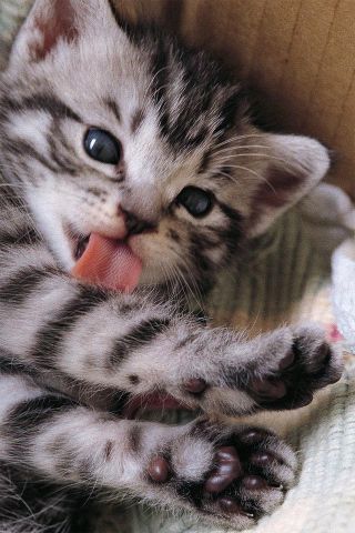 猫の多頭飼い