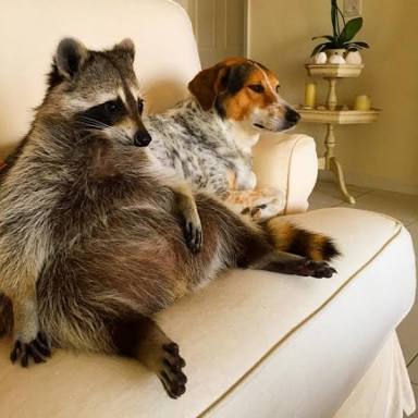 超リラックスしている【動物画像】トピ♪