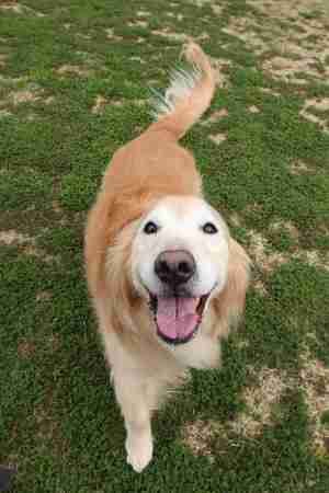 郵便物を待つ犬。届いた瞬間…飼い主さんに届けると思いきや思わぬ行動に出る！