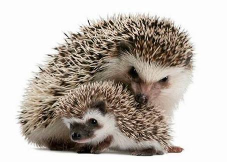 【画像】動物親子の画像を貼るトピ