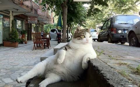 超リラックスしている【動物画像】トピ♪
