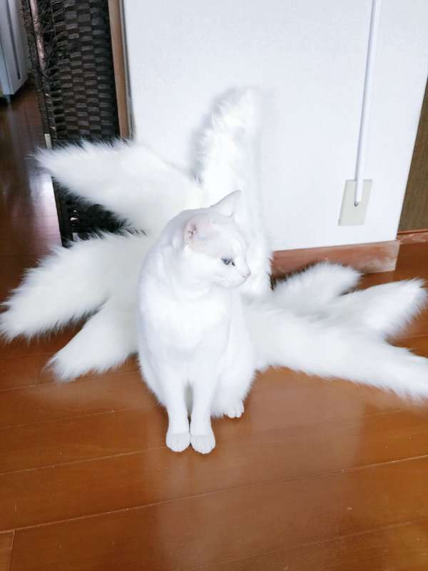 【奇跡】猫がなんか神っぽくなってたww