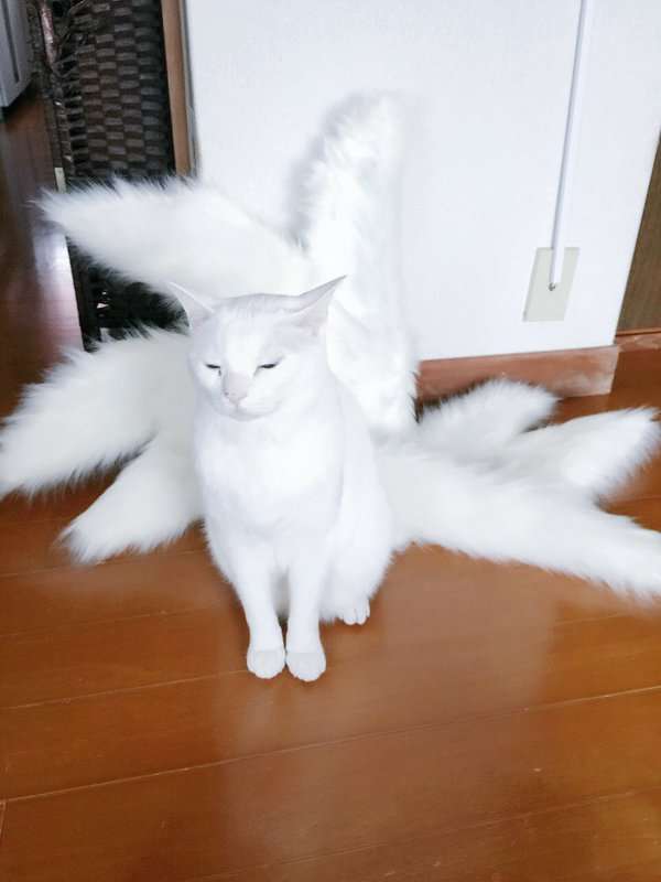 【奇跡】猫がなんか神っぽくなってたww