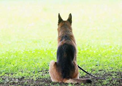 「飼っている他の犬と相性が悪かったので」…愛護団体から引き取った犬を遺棄