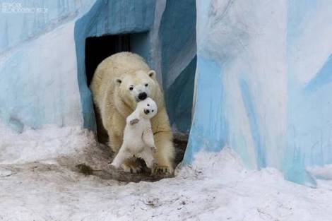 【画像】動物親子の画像を貼るトピ