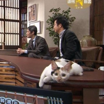 テレビ東京　看板ネコが人気の異色報道番組、3月で終了