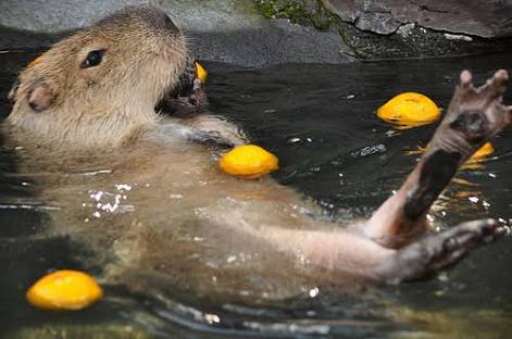 超リラックスしている【動物画像】トピ♪