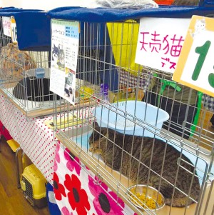 羽幌町天売島の野良猫問題を考える 旭山動物園で６日に　天売猫のおはなし会と譲渡会[「人と海鳥と猫が共生する天売島」連絡協議会]