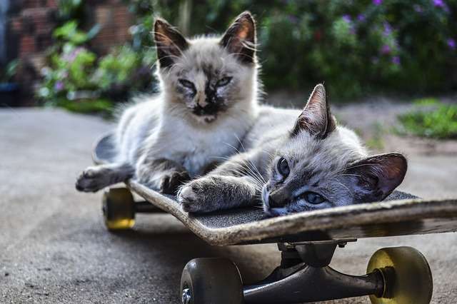 猫の多頭飼育崩壊が増えている！？その理由と対策方法について | 猫になりたい～猫☆パラダイス～