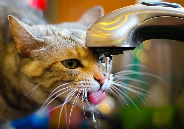 「猫がお風呂場についてくる理由」を獣医師が解説