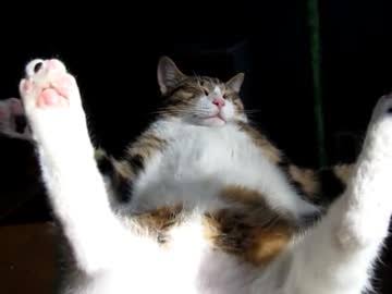 超リラックスしている【動物画像】トピ♪