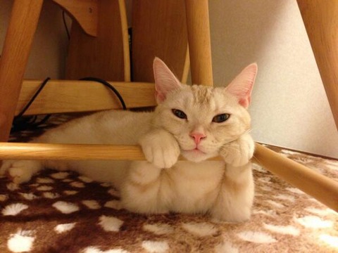超リラックスしている【動物画像】トピ♪