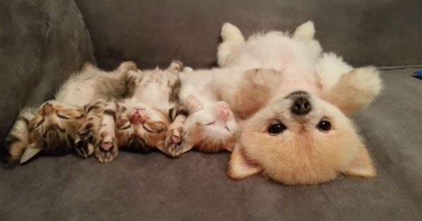 猫の多頭飼い