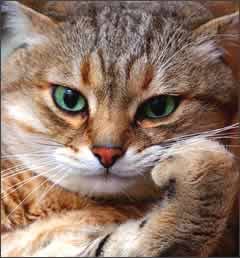 「来いよ」って言ってそうな画像くださいpart2