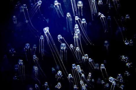 クラゲで癒やされよう