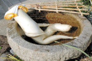 【エロ以外】気持ち良さそうな画像を貼るトピ