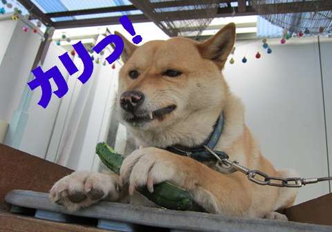 すんごいカッコつけてる画像下さい