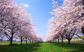 一足早く、桜を愛でよう