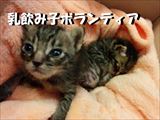 愛知県名古屋市で猫の里親募集とふれ猫カフェ-花の木シェルター
