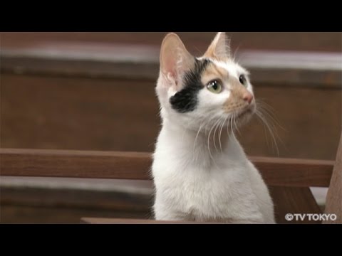 【にゃーにゃ】田勢康弘の週刊ニュース新書：今週のにゃーにゃ（2016.2.20）【猫】 - YouTube