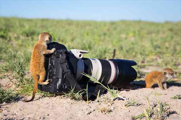 想像以上に過酷だった…動物写真家の努力と苦悩が一瞬でわかる画像