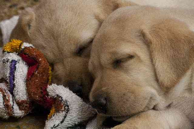 犬の殺処分を減らすためには、ペットショップで子犬は買わない