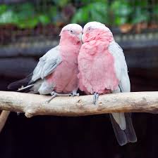 鳥が好きな人!