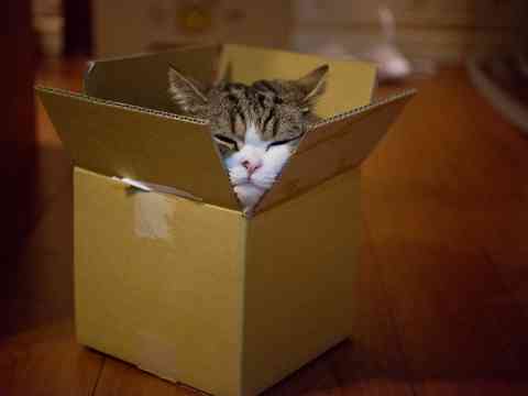 超リラックスしている【動物画像】トピ♪