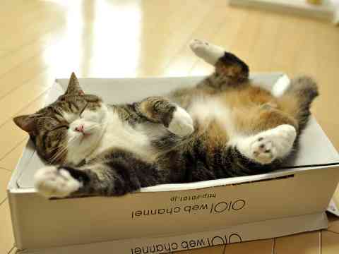 超リラックスしている【動物画像】トピ♪