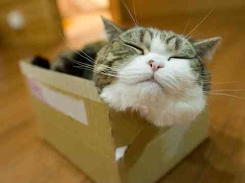 超リラックスしている【動物画像】トピ♪