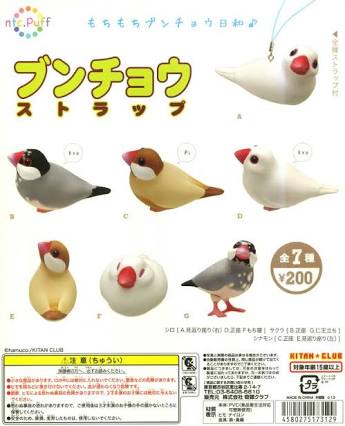 インコ、九官鳥飼ってる方
