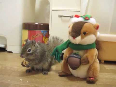 歌うリスのぬいぐるみと俵太先生 - Singing stuffed squirrel and Hyouta - YouTube