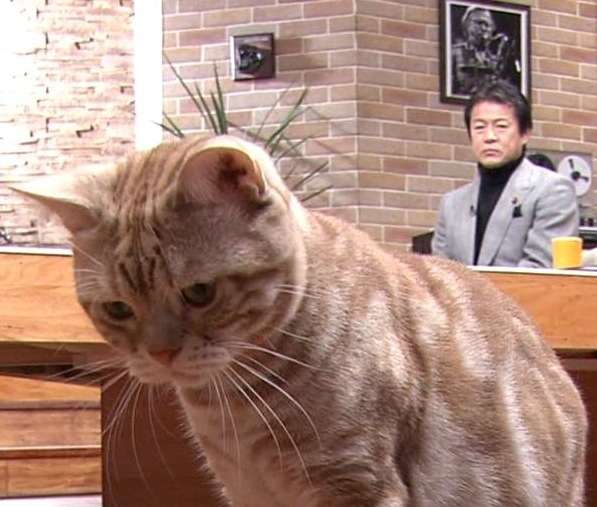 テレビ東京　看板ネコが人気の異色報道番組、3月で終了