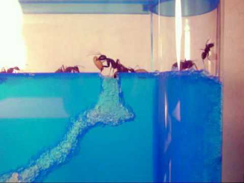 piko-piko-ant01 - YouTube