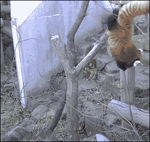 動物の画像にセリフをつけて遊ぶトピ
