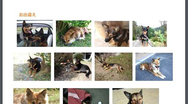【悲報】やめてあげて！宿の看板犬、宿泊客に「うるさい」と言われ「殺処分」を決定！｜面白ニュース 秒刊SUNDAY