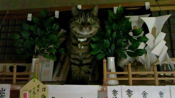 ちょっと変わった場所にいる動物の画像を貼るトピ