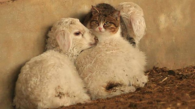 羊に挟まって温まる猫が発見された！笑＜中国＞ | ANIMALive