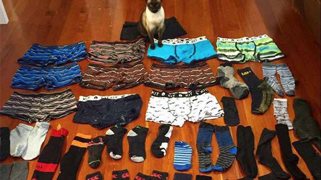 2ヶ月で下着11着と靴下50足を盗んだ泥棒猫現る | ANIMALive